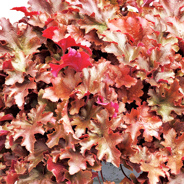 ヒューケラ ドルチェ アップルシブースト