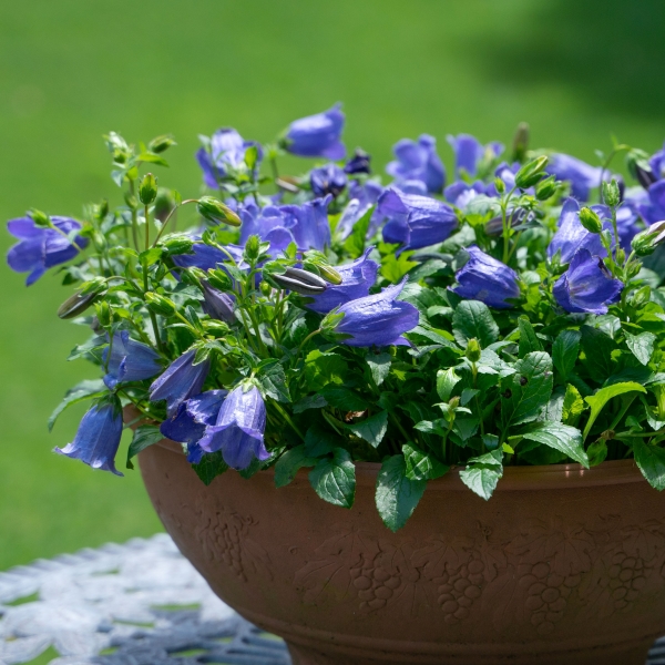 カンパニュラ マジェスティックブルー